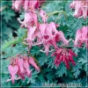Cerceii doamnei (Dicentra Candy Hearts)