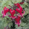 Dicentra Red Fountain