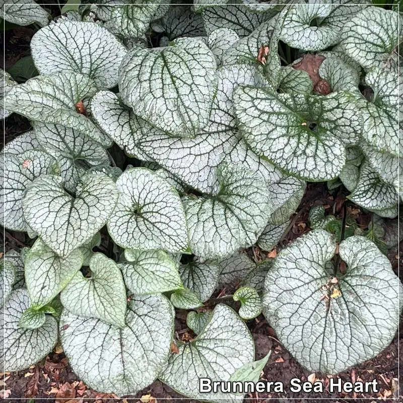 Brunnera Sea Heart