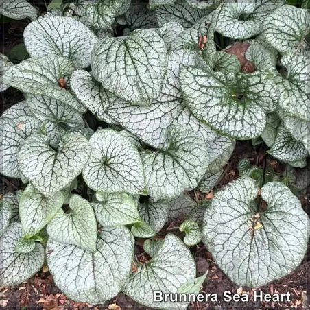 Brunnera Sea Heart