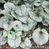 Brunnera Sea Heart