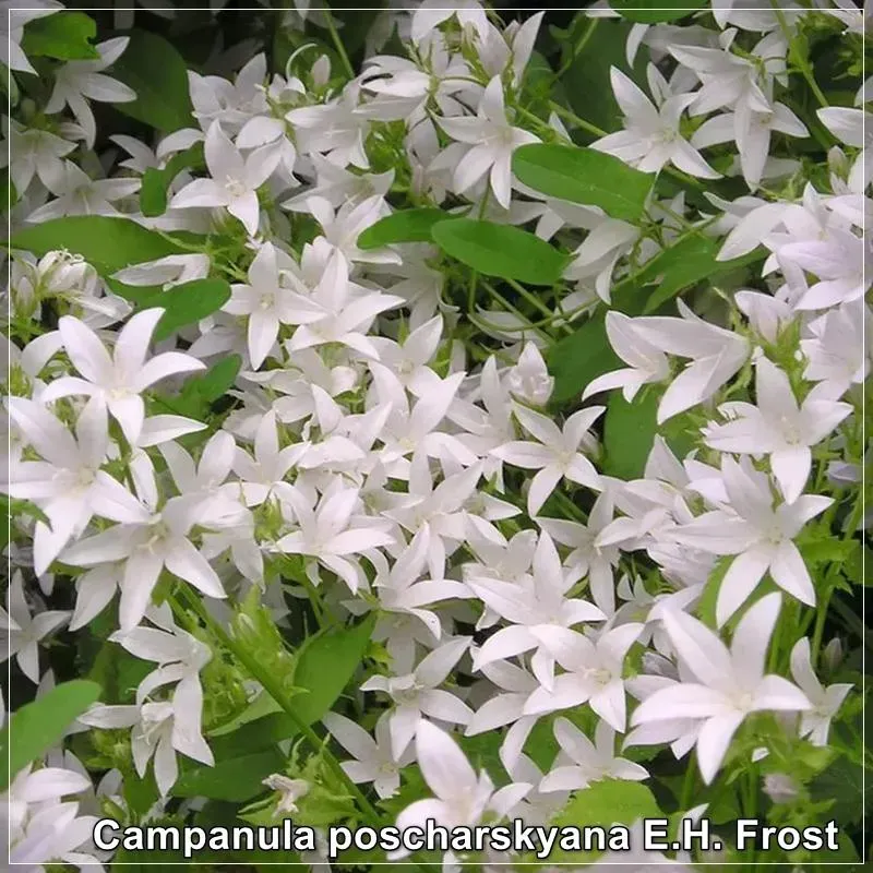 Campanula E.H. Frost