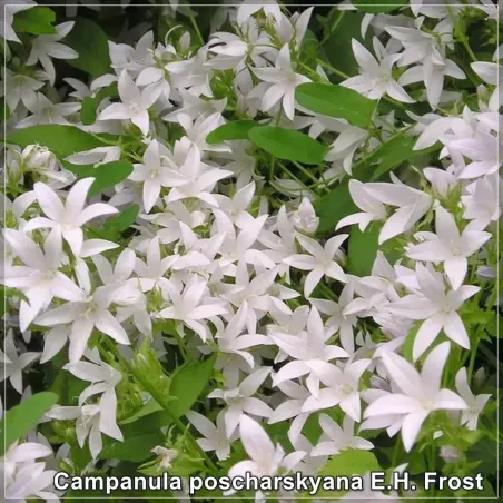 Campanula E.H. Frost