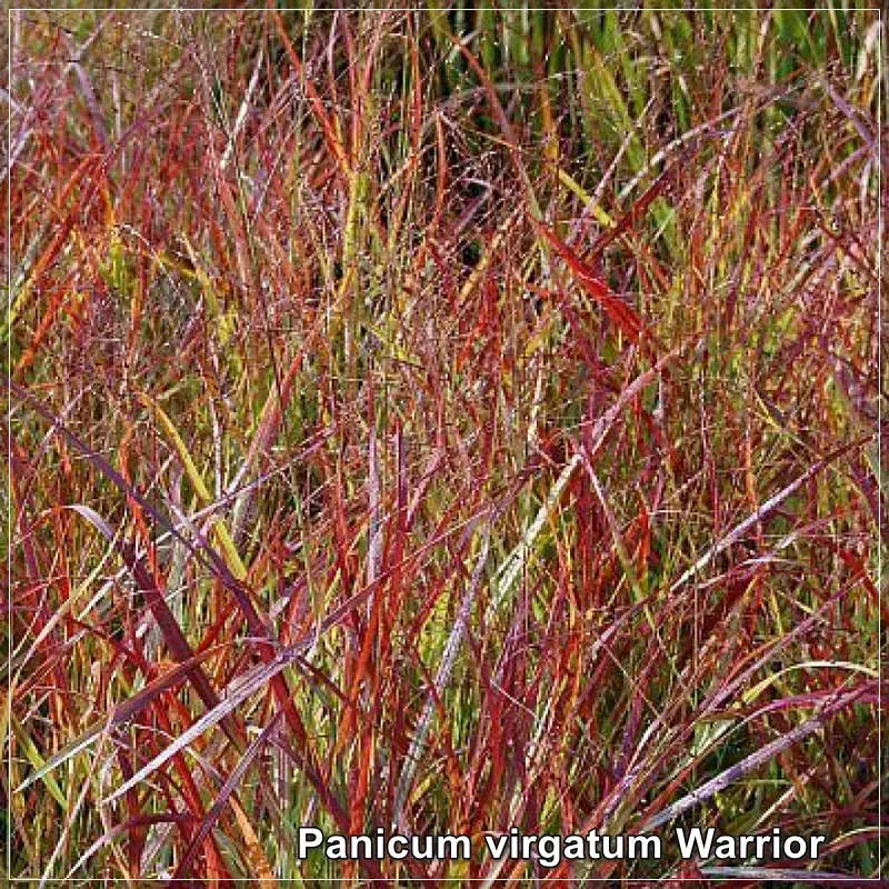 Panicum virgatum Warrior
