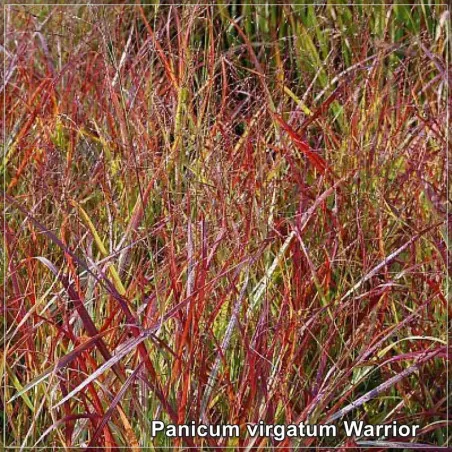 Panicum virgatum Warrior