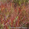 Panicum virgatum Warrior