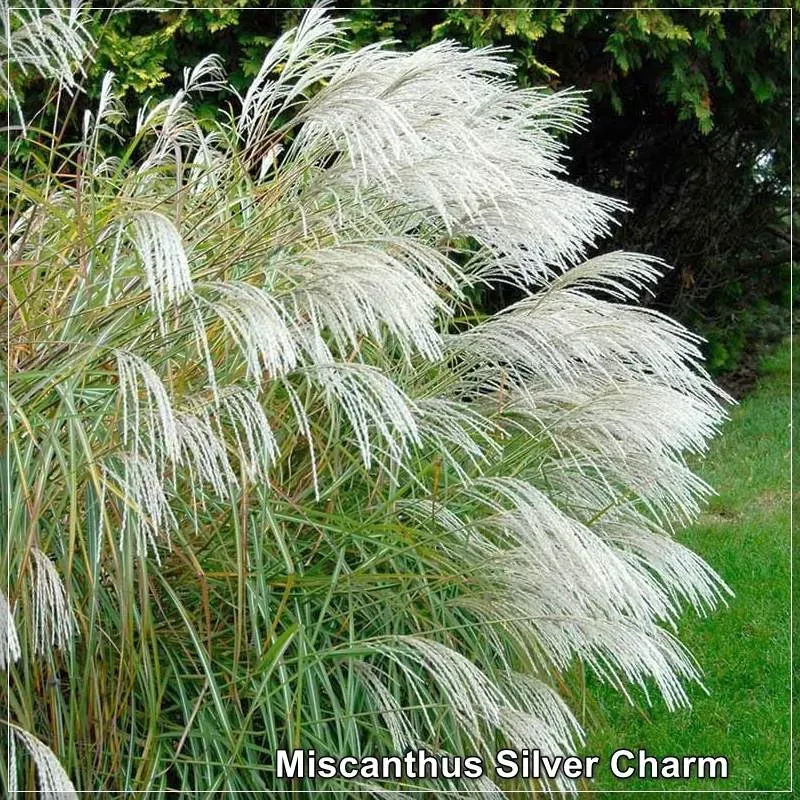 Miscanthus Silver Charm