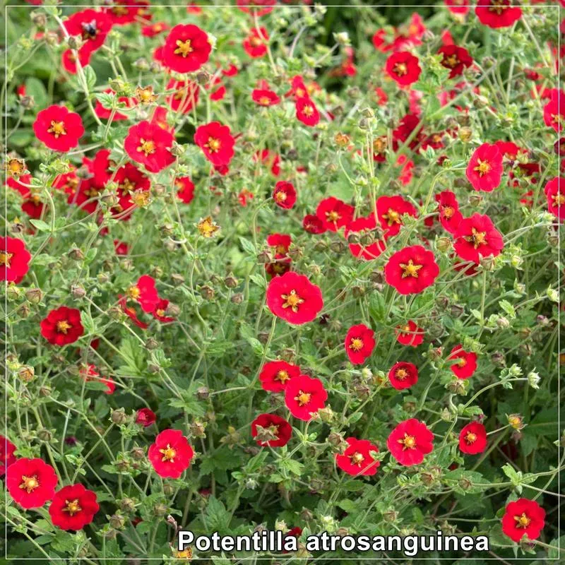 Potentilla atrosanguinea