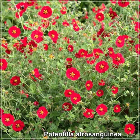 Potentilla atrosanguinea