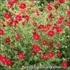 Potentilla atrosanguinea