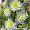 Delphinium Highlander MoonLight