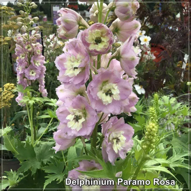 Delphinium Paramo Rosa