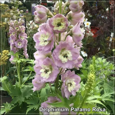 Delphinium Paramo Rosa