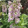 Delphinium Paramo Rosa
