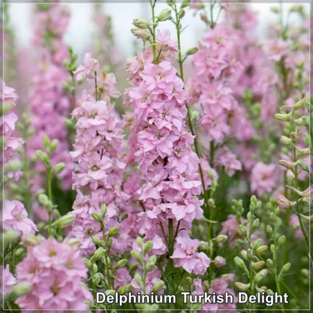 Delphinium Turkish Delight