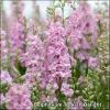 Delphinium Turkish Delight