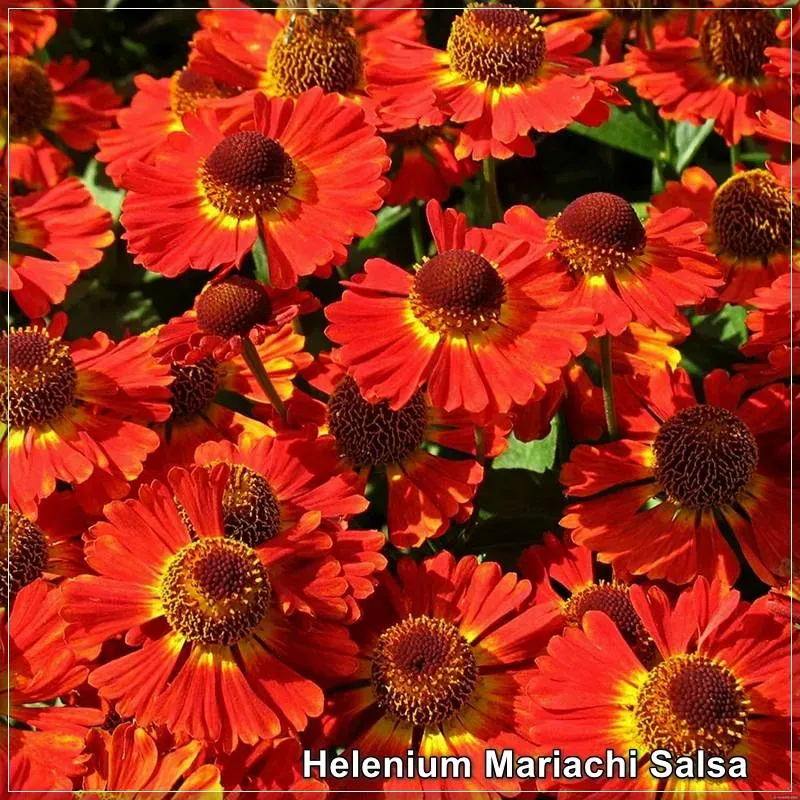 Helenium Mariachi Salsa