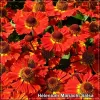 Helenium Mariachi Salsa