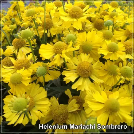 Helenium Mariachi Sombrero