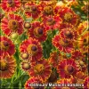 Helenium Mariachi Bandera