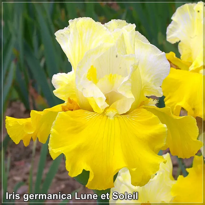 Iris germanica Lune et Soleil