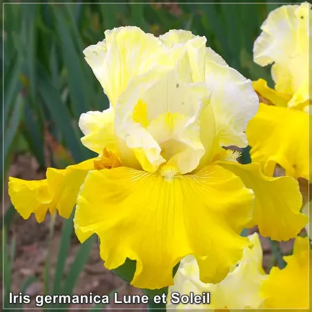 Iris germanica Lune et Soleil