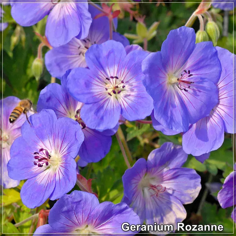 Geranium Rozanne