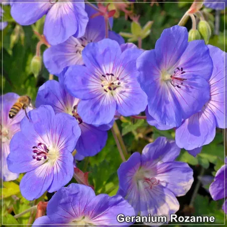 Geranium Rozanne