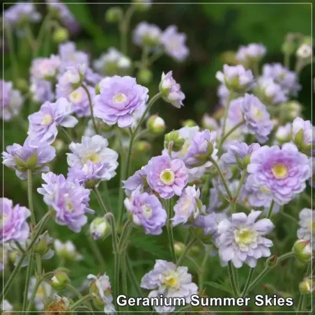 Geranium Summer Skies
