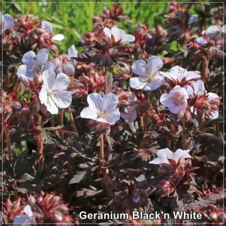 Geranium Black'n White G-9