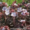 Geranium Black'n White G-9