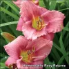Hemerocallis Rosy Returns