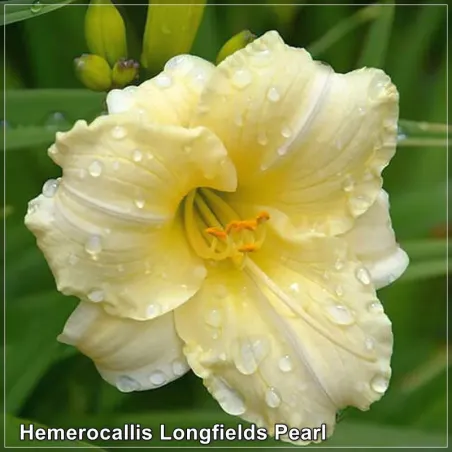 Hemerocallis Longfields Pearl