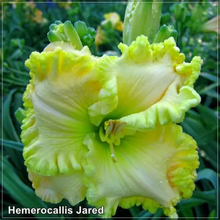 Hemerocallis Jared
