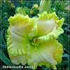 Hemerocallis Jared