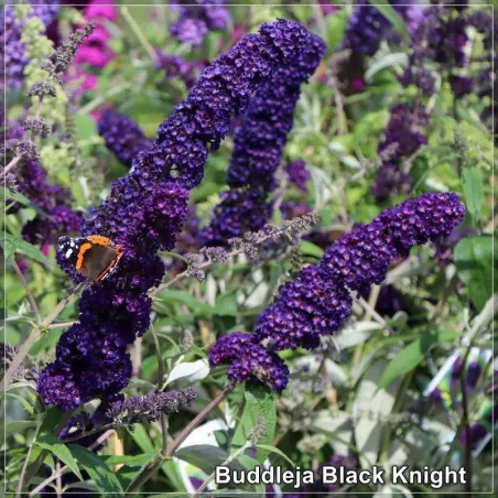 Buddleja Black Knight