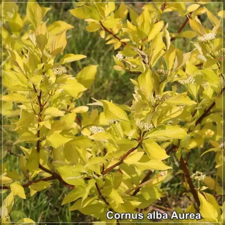 Cornus alba Aurea