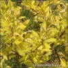 Cornus alba Aurea