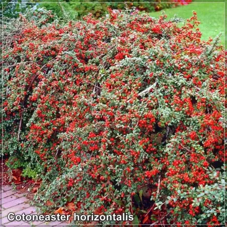 Cotoneaster horizontalis