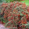 Cotoneaster horizontalis