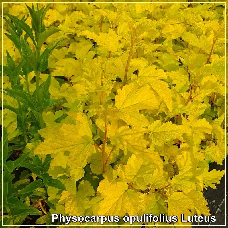 Physocarpus opulifolius Luteus