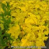 Physocarpus opulifolius Luteus