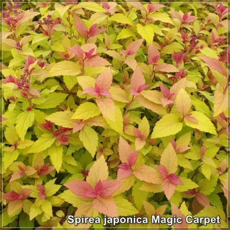 Spirea japonica Magic Carpet