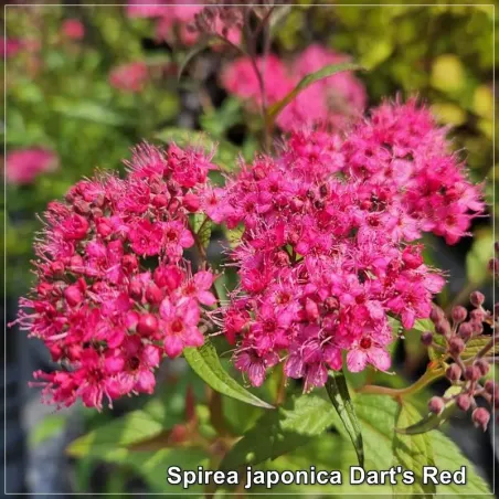 Spirea japonica Dart's Red