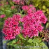 Spirea japonica Dart's Red