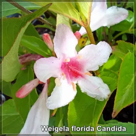 Weigela Candida