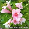 Weigela Pink Poppet