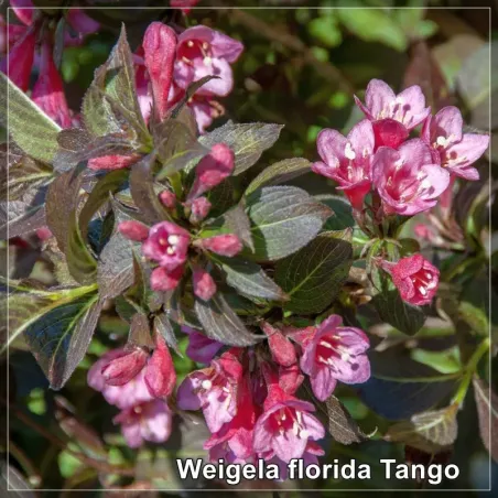Weigela Tango