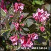 Weigela Tango