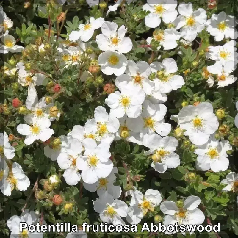 Potentilla fruticosa Abbotswood